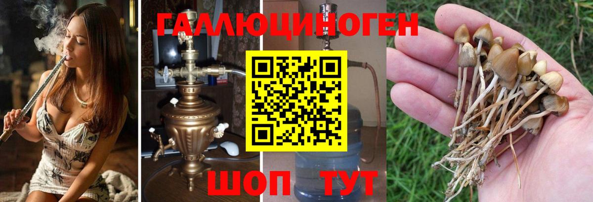 Псилоцибиновые грибы Psilocybe Курчатов